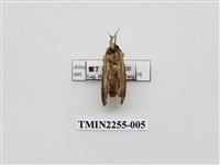 藏品(烏雲舟蛾)的圖片